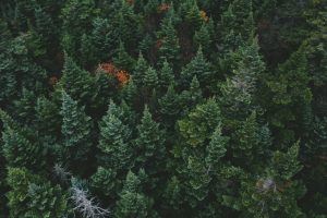 contenus evergreen seo