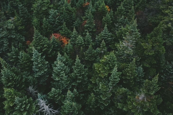 contenus evergreen seo